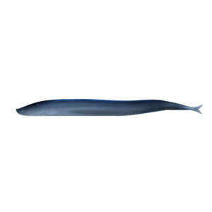 Long, slender deep-sea eel on white background